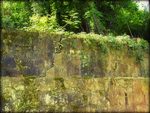 kudzu westvirginia bluefield stone wall greenery