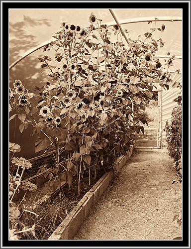 hss sliderssunday bw monochrome polytunnel iphonese flower sunflower sepia garden wexford ireland irish postprocessed