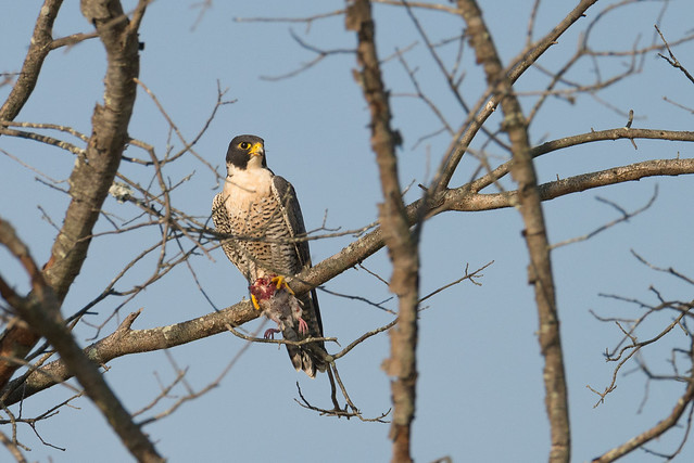Peregrine Falcon in Huntley Meadows