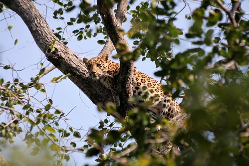 female leopard