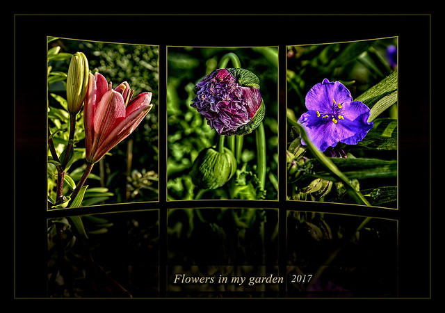 Flowers in my Garden 2017
