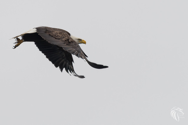 Bald Eagles of the Jersey Shore | 2017 - 102