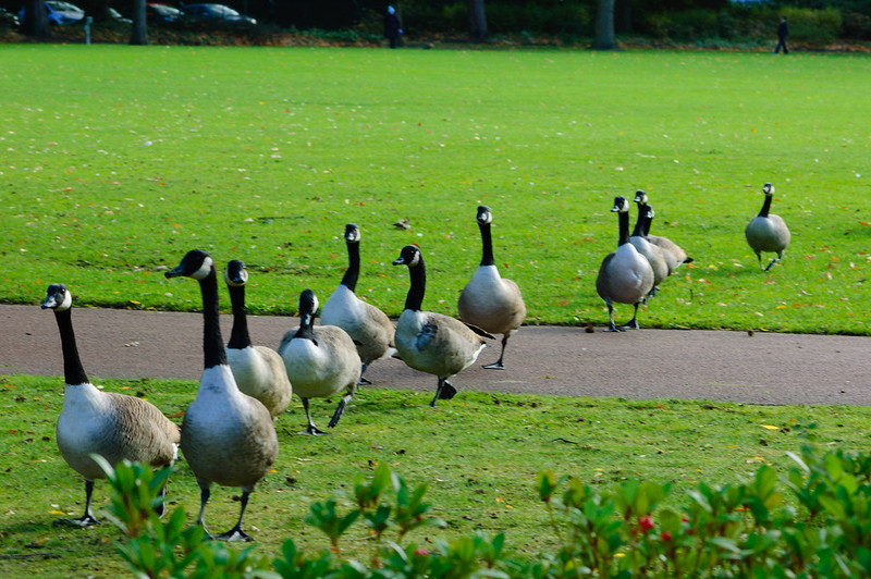 Canada geese on the march