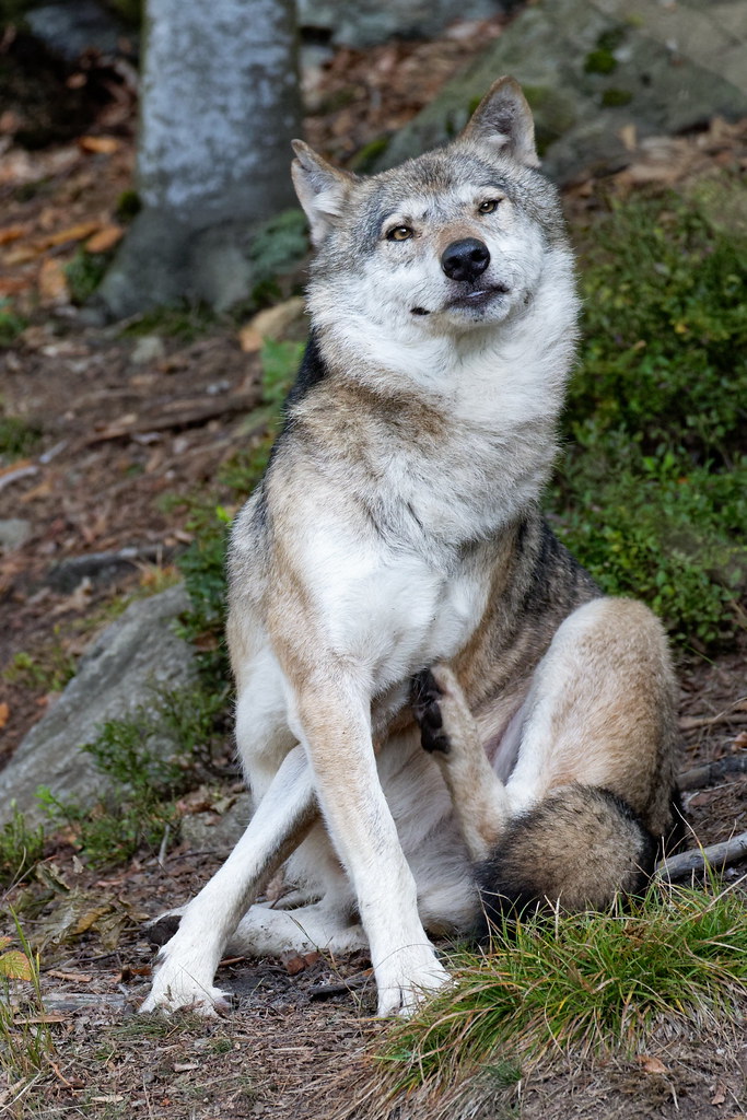 Wolf (2) | Wolf | Thomas Gerhard | Flickr