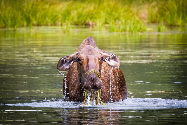 This Moose is All Wet