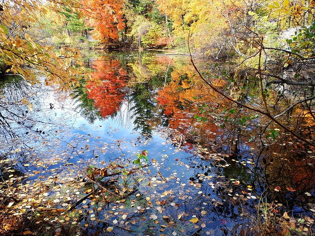 beautiful autumn reflections
