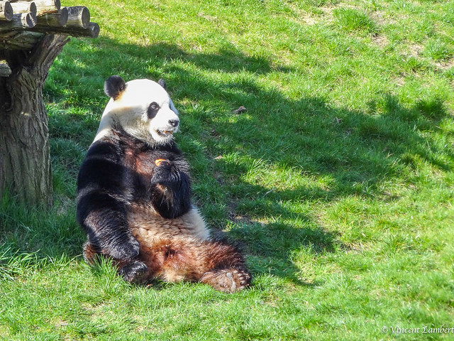 Panda Xing Hui, the sunbath