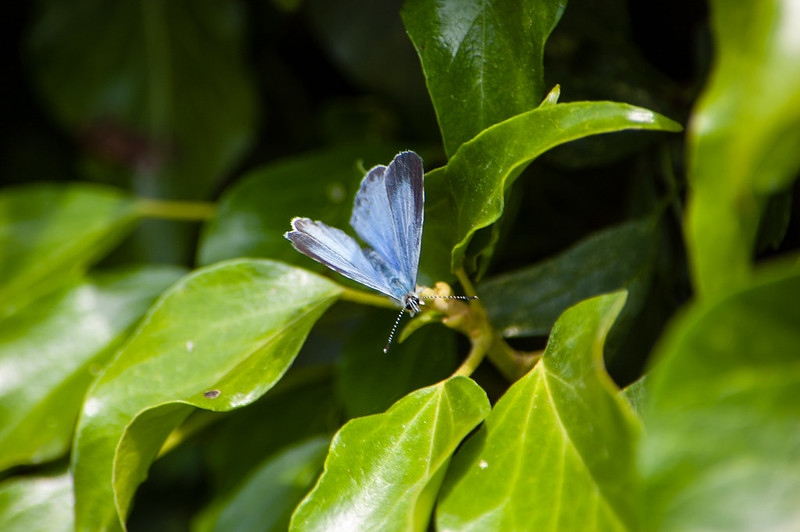 Holly blue on ivy