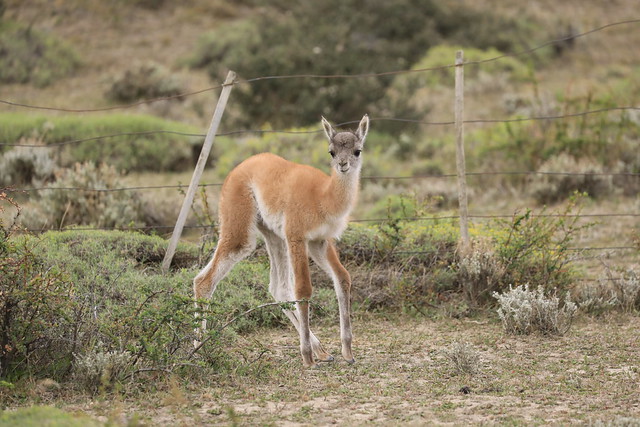 Guanaco Baby Torres Del Paine Patagonia Chile South America