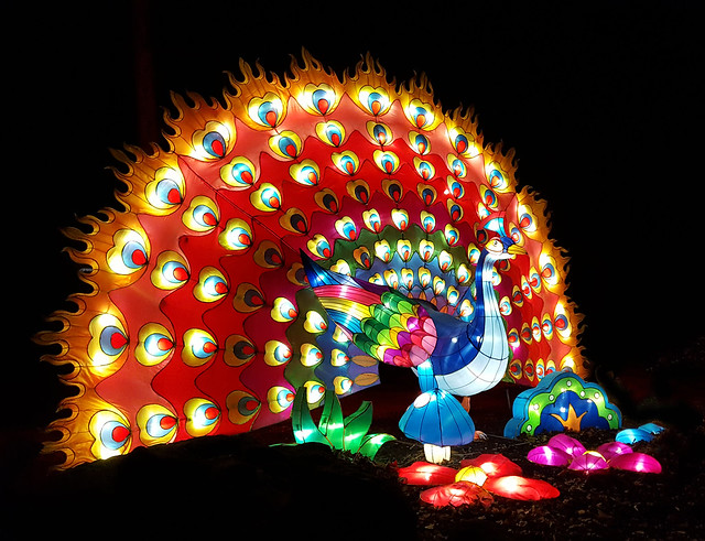 Peacock sculpture at the Ohio Chinese Lantern Festival