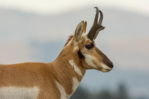 pronghornantelope antelope buck yellowstone yellowstonenationalpark nature wildlife coth5 ngc npc