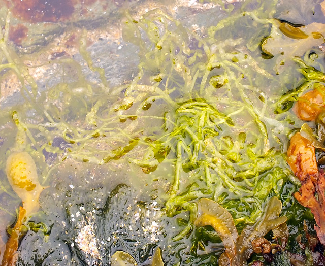 Grass kelp (Ulva intestinalis)
