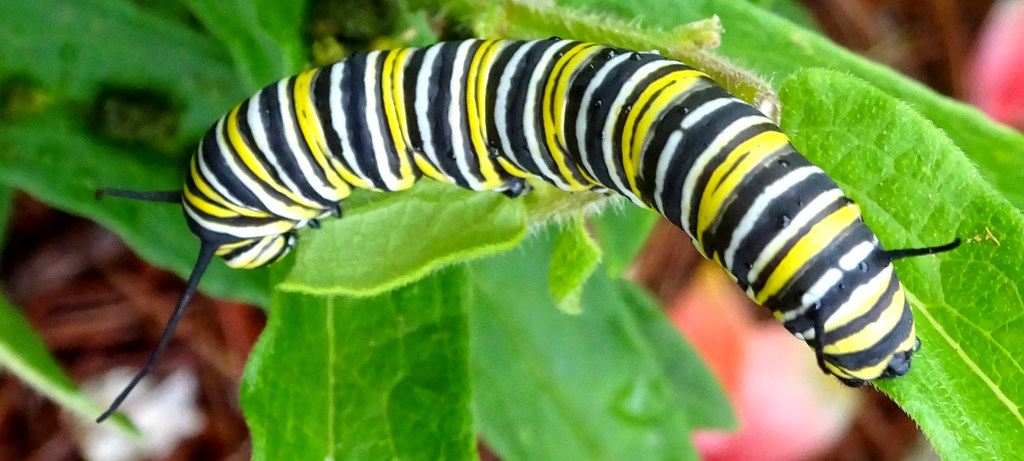 monarch caterpillar with horns on butterflyweed - a photo on Flickriver