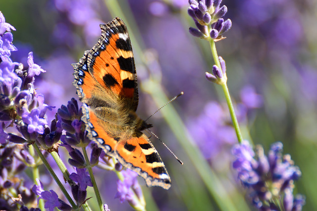 Butterfly & Lavender II