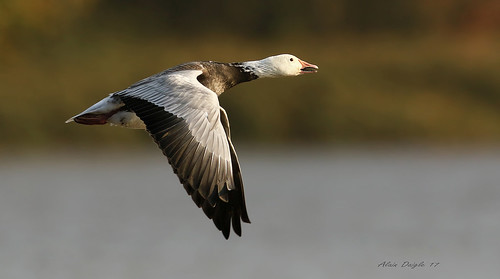oiedesneiges snowgoose