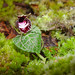 Corybas pictus, the jewel orchid