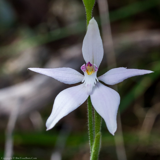‘White Form’ Pink Fairy Orchid (Caladenia latifolia 'White Form')