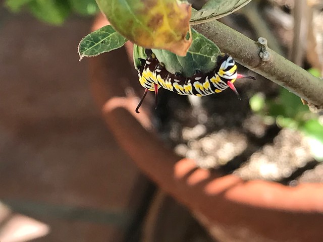Monarch Carterpillar Devouring Mikweed Leaf