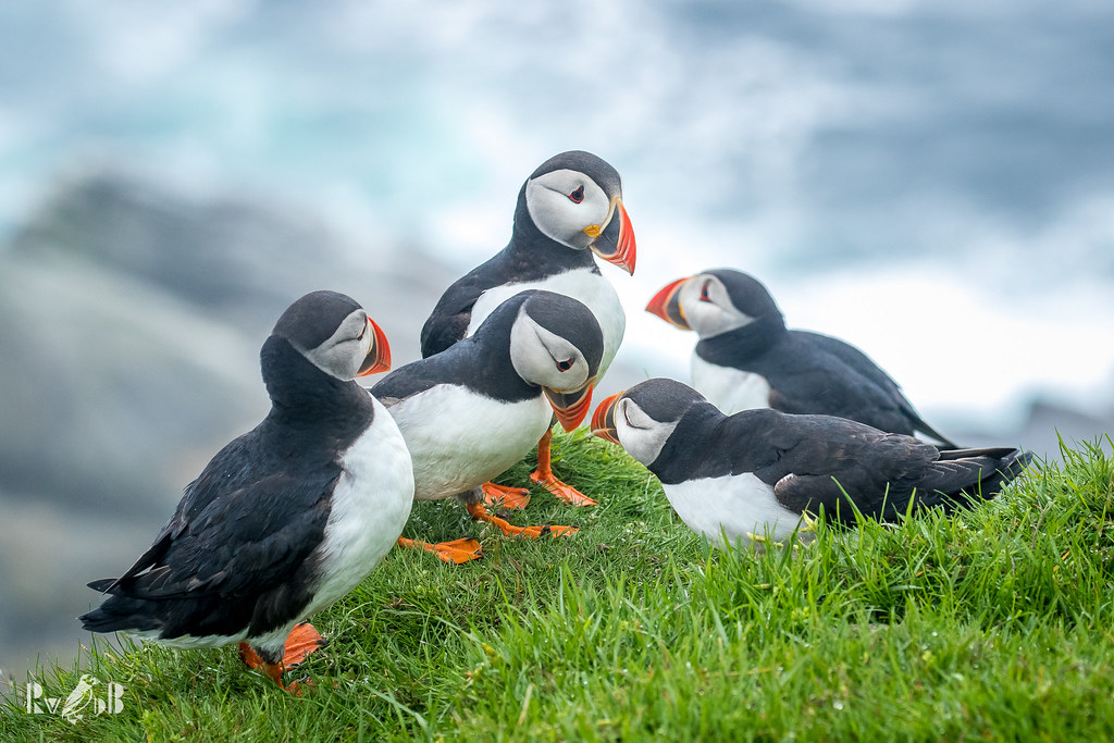 The Puffin Gathering - Unst, Shetland (July 2016)