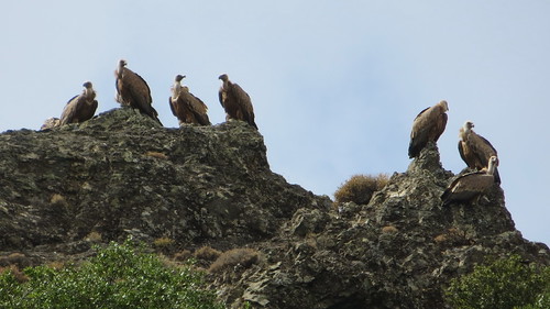 Kreta 2017 469 Vale gieren / Griffon vultures