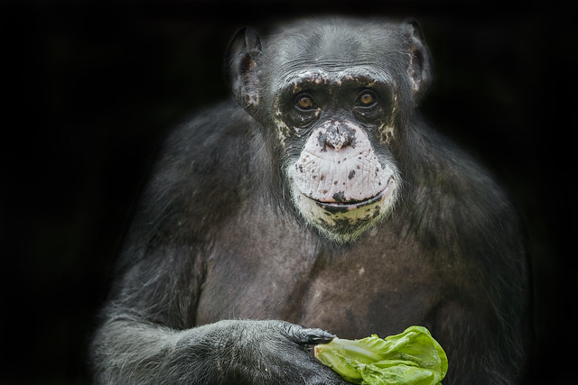 Chimp with lettuice