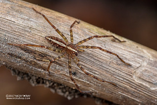 Huntsman spider (Heteropoda sp.) - DSC_6715