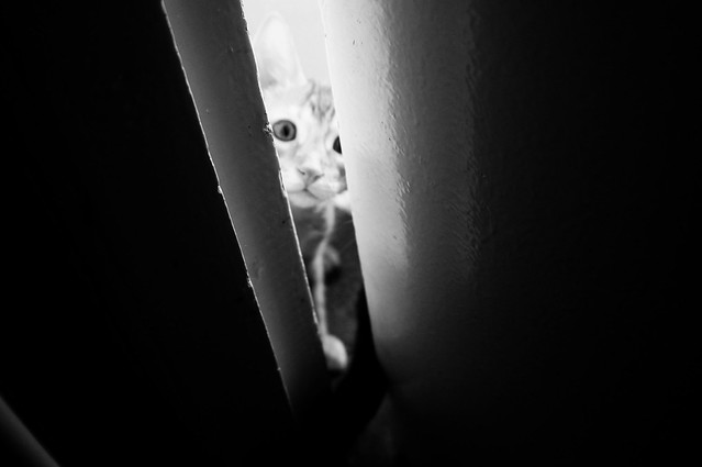 Pssssssssst 👀 🐈 Hiding Camouflage Peekaboo Hello Hello World Hello From The Otherside Blackandwhite Monochrome Shades Of Grey Black Vs White Contrast Cat Cats Cat Lovers Cat Lover Beautiful Staring At Me Staring At The Camera Prison Break Break