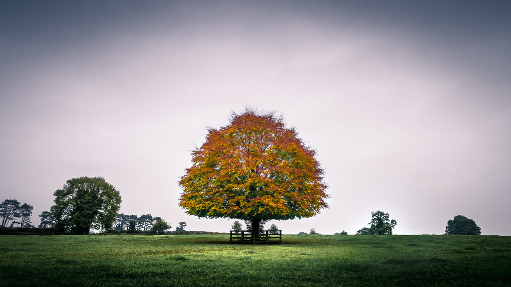 The tree - Kildare, Ireland - Landscape photography