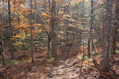 bonshaw pei strathgartney canada woods forest trail trees fall autumn foliage sunlight