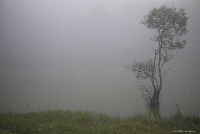 Lone tree in the rain.