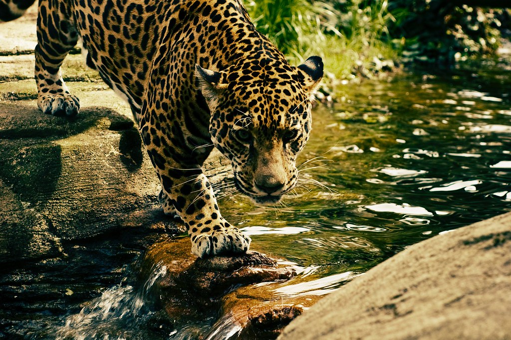 Source: wallboat.com/leopard-in-lake/
This is a free image you can use it.More free Images @ wallboat.com All images are Public Domain/Free and you can use any where for any purpose without any permission.Even you can use for commercial purpose.

#animal #wallpaper #freephotos #freeimages #business #education #beauty #fashion #architecture #cars #food #drink #landscapes #nature #people #religion #travel #vacation #science #technology #communication #love #relation #beach