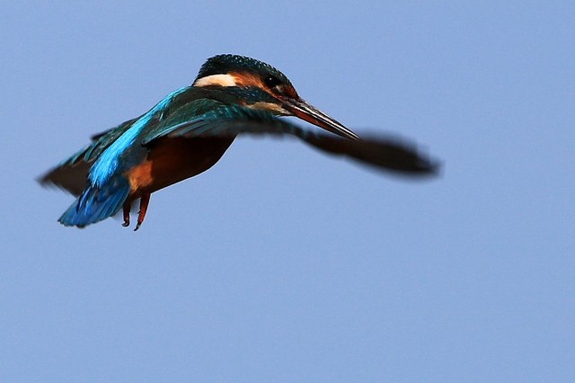 Female Kingfisher (Alcedo Atthis)