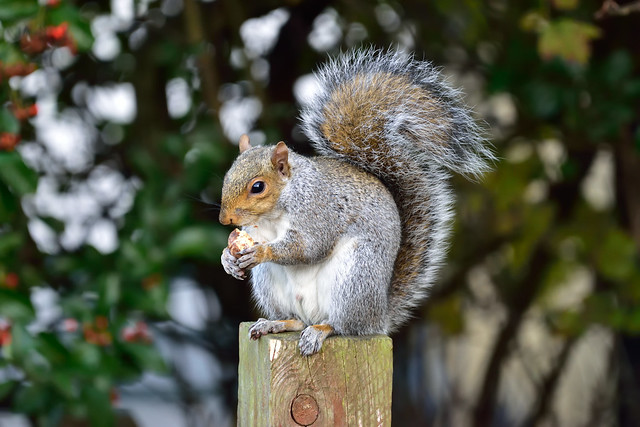 Nut munching squirrel