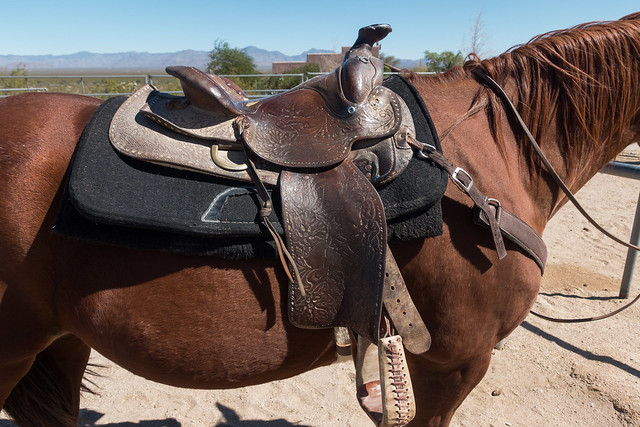 USA Holiday | Stagecoach Trails | Levi's saddle