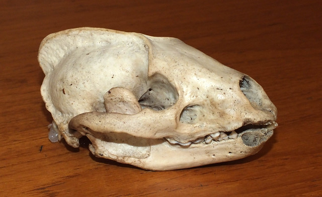 European badger (Meles meles) skull