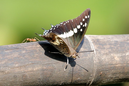butterfly thailand nakhonsawan kongkien insect nature nymphalidae charaxinae