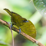 Yellow-green Tanager