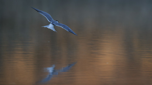 bird commontern fisktärna flygande flying fågel spring sternahirundo sverige sweden uppland vår