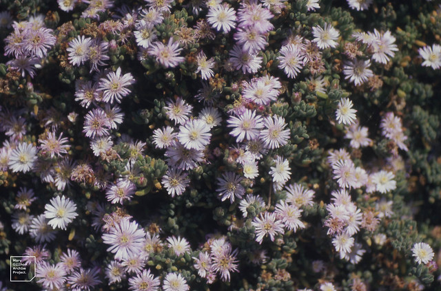 Oscularia deltoides, Hughtown walls. July 1996
