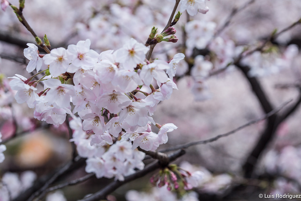 La belleza de los cerezos en flor en Tokio (Nakameguro)