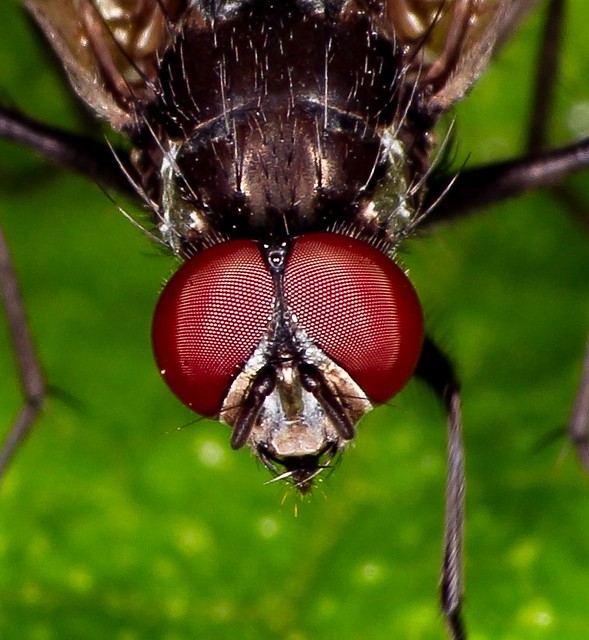 Detalhes de uma mosca