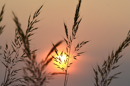indiangrass sunset chisholmcreekpark wichita kansas