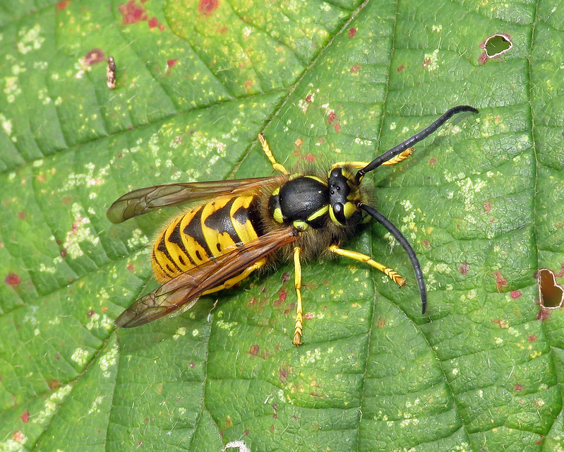 Vespula germanica - German Wasp [A]