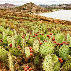 Prickly pears above Lake Hodges