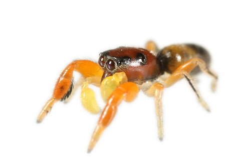 arachtober spider salticidae wildlife myrmecomorph rockhampton queensland australia judalanalutea