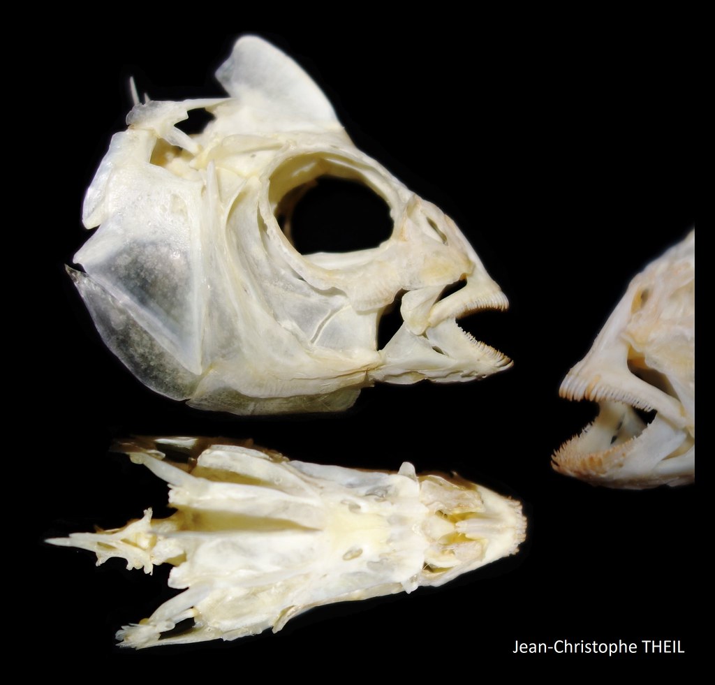 Crâne de Dorade Grise / Black Seabream Skull (Spondyliosoma cantharus)