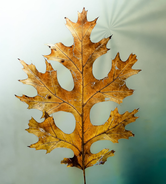 Hoja otoñal - Autumn leaf