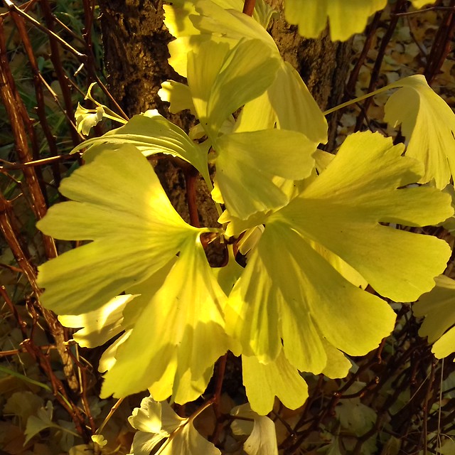 wunderschön sind diese gelben Blätter!