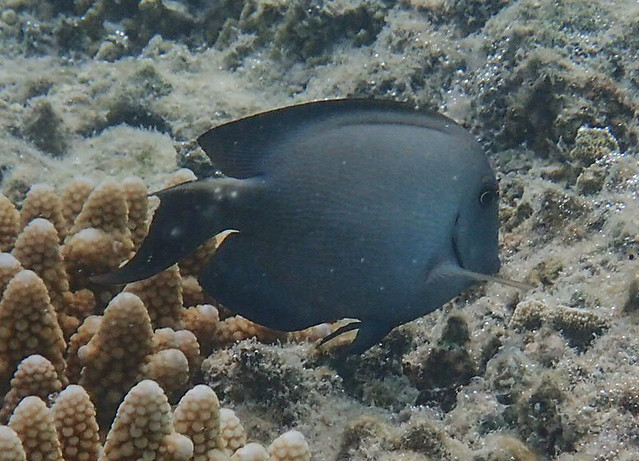 Acanthurus nigroris (Blue-lined Surgeonfish)