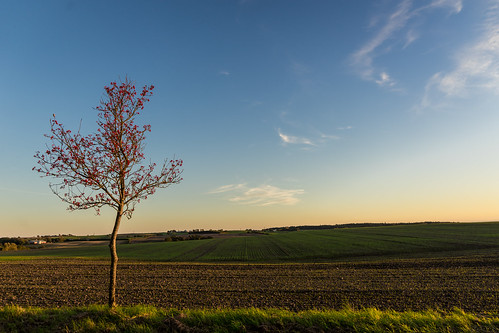 landscape green grass golden hour gedved denmark sony a7ii scape red summer fall sun yellow field horizon sunset